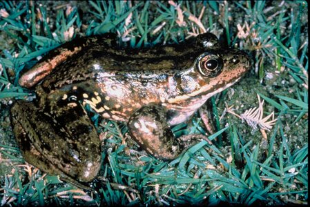Frog grass plants red