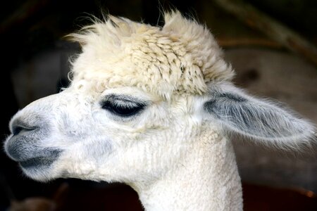 Alpaca animal ear