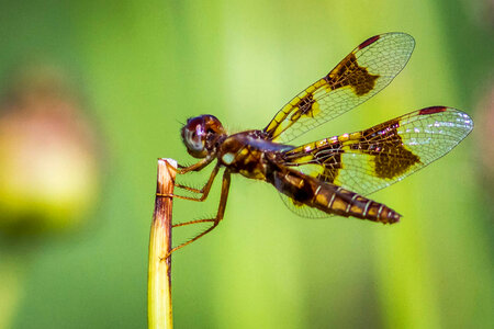 Female Eastern Amberwing photo