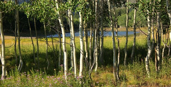 Grass quaken asp glade meadow
