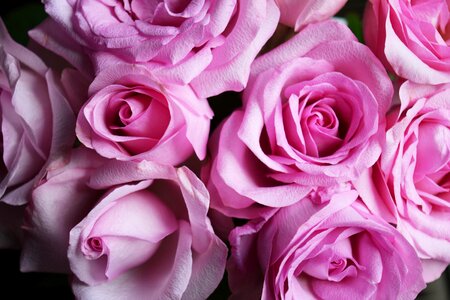 Pink flower pink roses