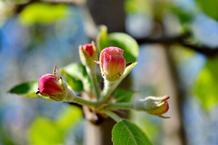Beautiful Image branches flower bud photo