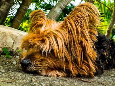 Dog yorkshire terrier lazy dog