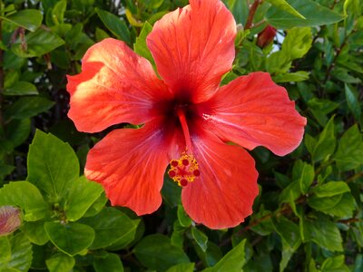 Hibiscus red mallorca photo