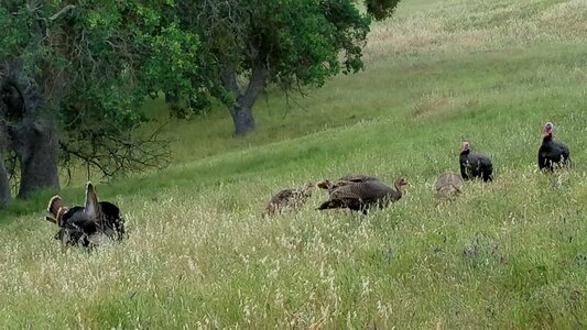 Bird Family birds hillside photo