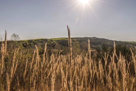 Countryside crop crops photo