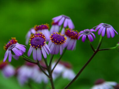 Flora beautiful color photo