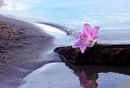 Bay beautiful flowers beautiful photo