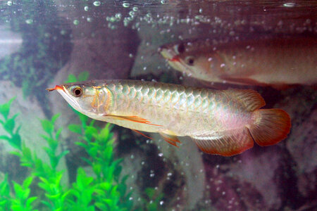 Fish Beautiful