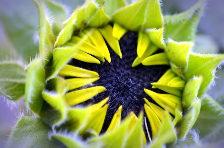 Bloom flower leaf photo