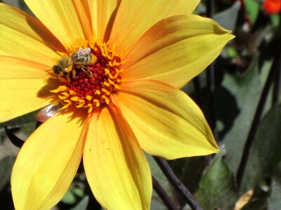 Beautiful beautiful flowers bee photo