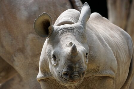 Young zurich zoo