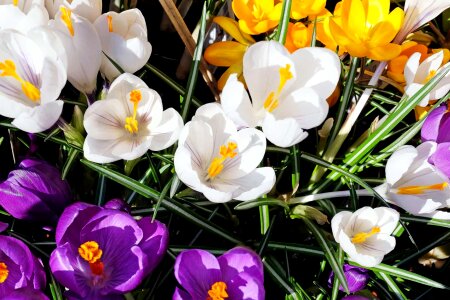 Beautiful Flowers beautiful photo blooming