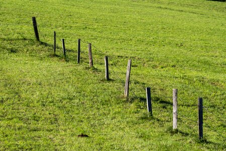 Wood fence pasture idyll