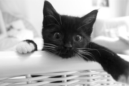 Pet animal black and white photo