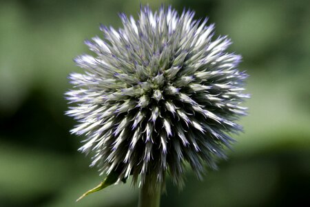 Flora plant green