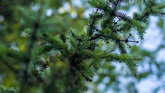 Pine fir landscape photo