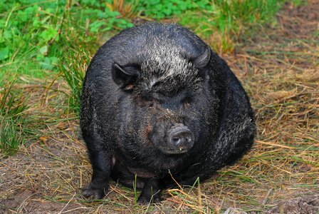 Pot bellied pig female eat