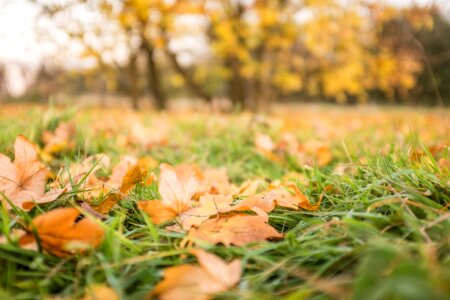 Fall Leaves on the Grass Free Photo photo