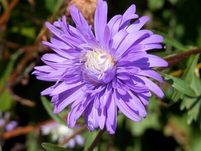 Natural blossom bloom