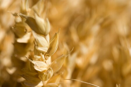 Cereal close macro