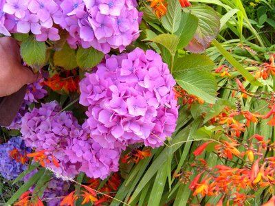 Blossom blossoming flowers
