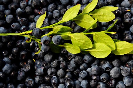 Agriculture antioxidant beautiful photo
