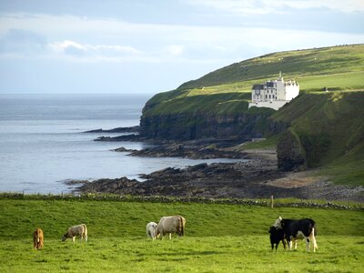 Cows sea rock