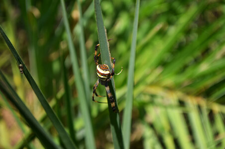 Insect Crawling On Grass Blade photo