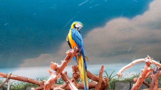 Macaw bird parrot