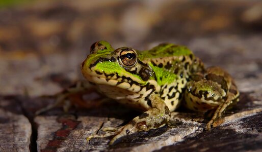 Amphibian animal beautiful image photo