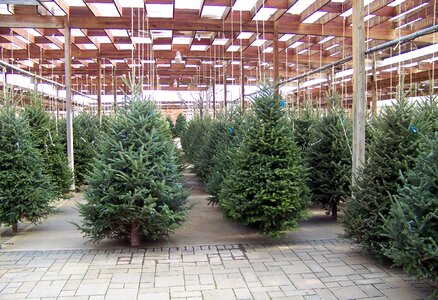 Christmas trees nursery