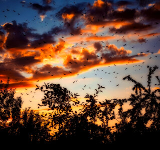 Birds in the sky in Dusk