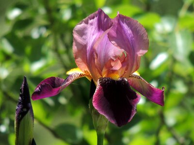 Nature petals violet