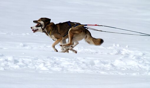 Face race dog sled photo