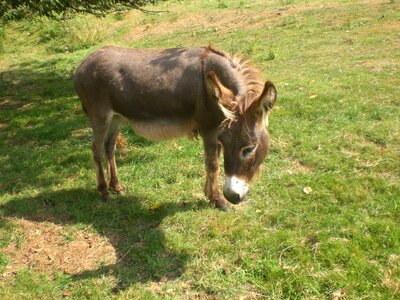 Donkey animal rural