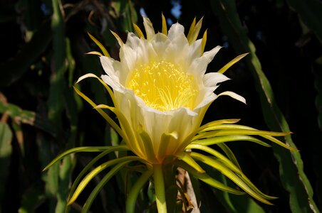 Cactus flower close-up colorful