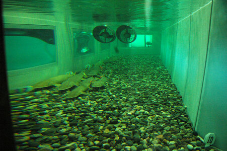 Shovelnose Sturgeon in living stream photo