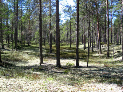 Typical forest in Hailuoto in Finland photo