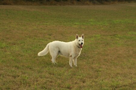 Animal canine carnivore photo