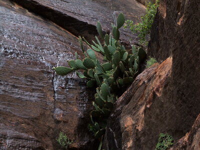 Giant Canyon, Arizona photo