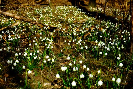 Spring flower blossom bloom photo