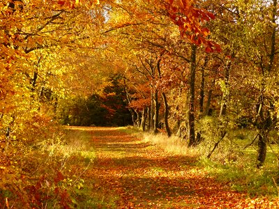 Leaves leaves in the autumn colorful