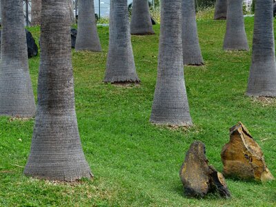 Strains tree trunks meadow photo