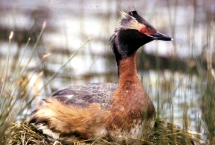 Animal bird hornet