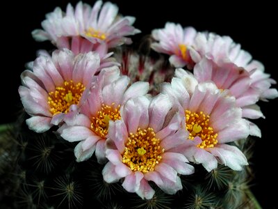 Blossom cactus photo