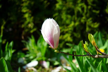 Tulip magnolia magnolia × soulangeana magnolia photo