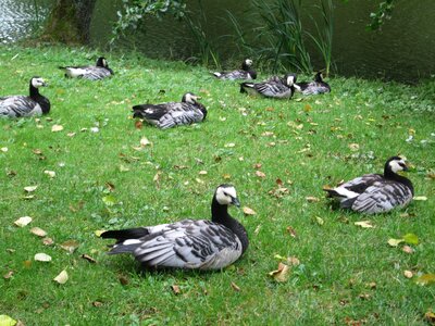 Geese barnacle goose fly photo