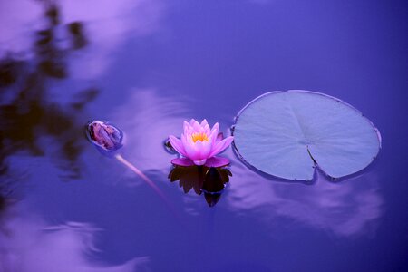 Aquatic beautiful flowers blooming