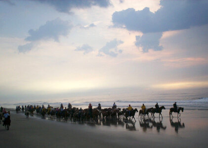 Salt Water Cowboys herding Chincoteague ponies